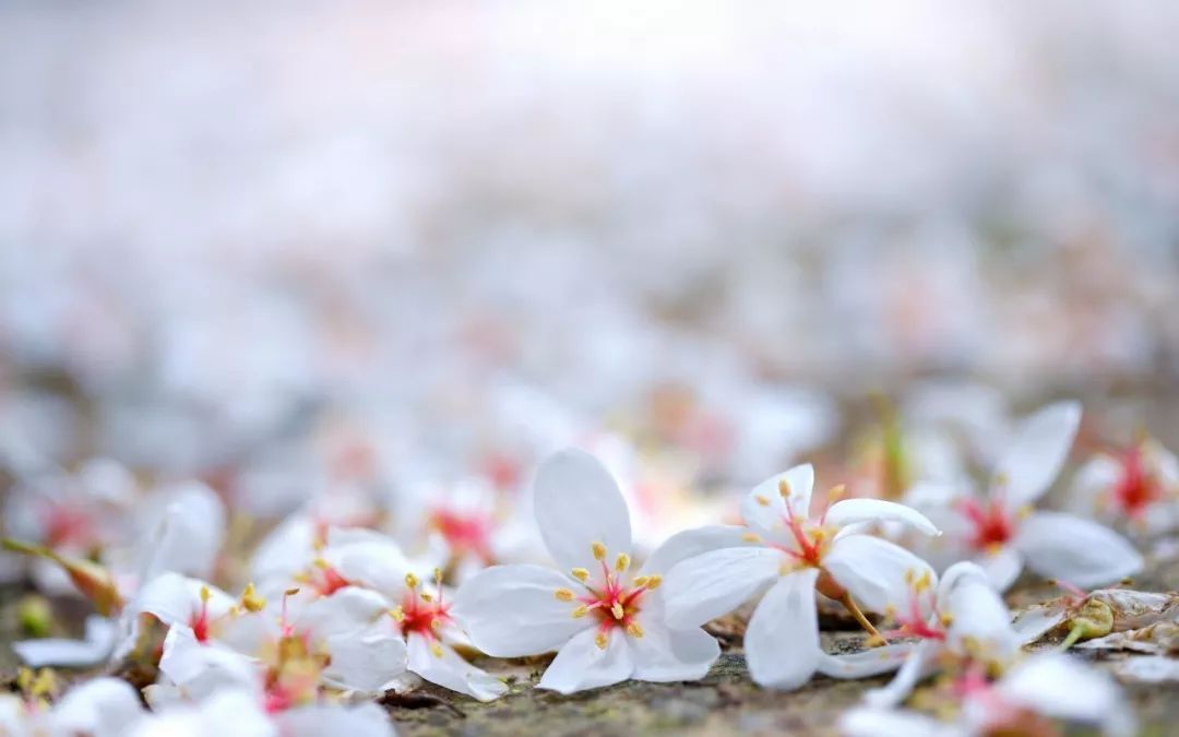 凤舞九天朗诵花落成诗作者赵亚军