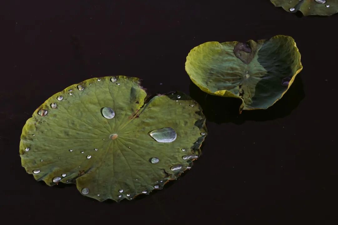 【摄影图】荷叶荷露_633810_副本.jpg