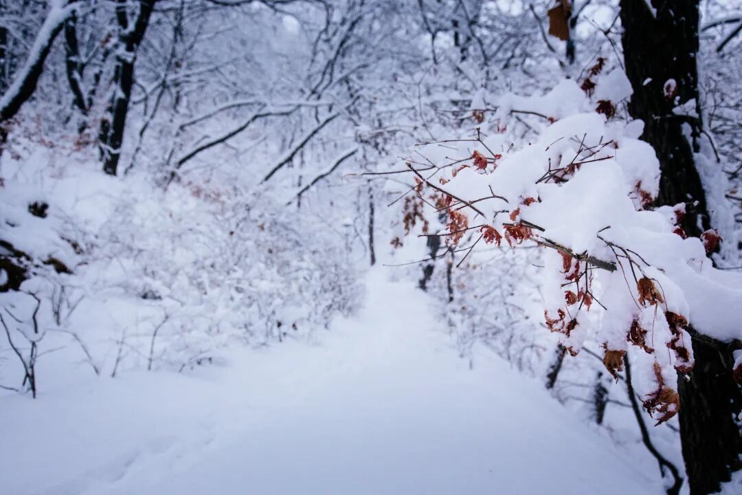 【摄影图】冬天被大雪覆盖的森林中的小路_756911_副本.jpg