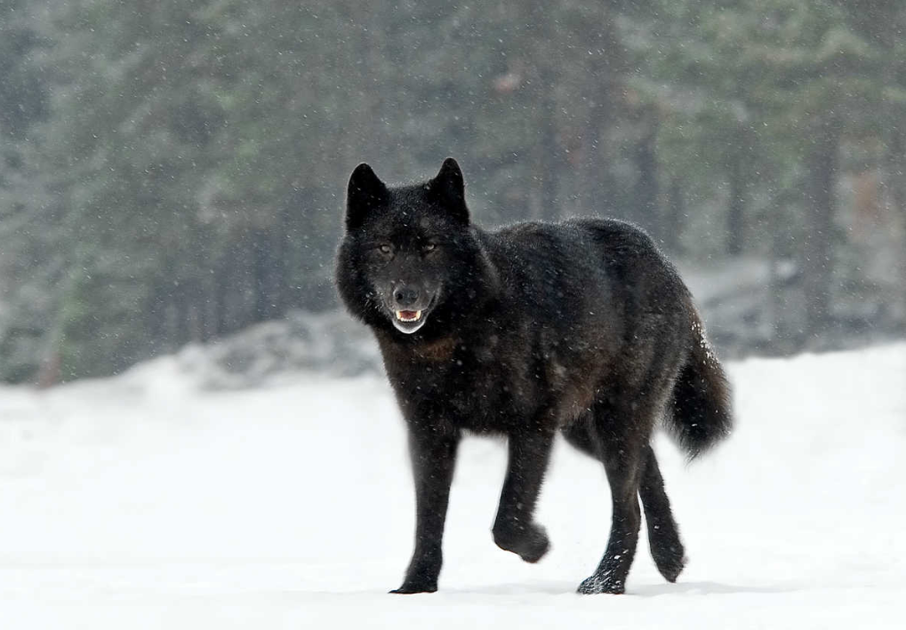 黑狼行走在黑夜.北风卷起漫天的暴风雪.雪刮到天上,成了黑雪.