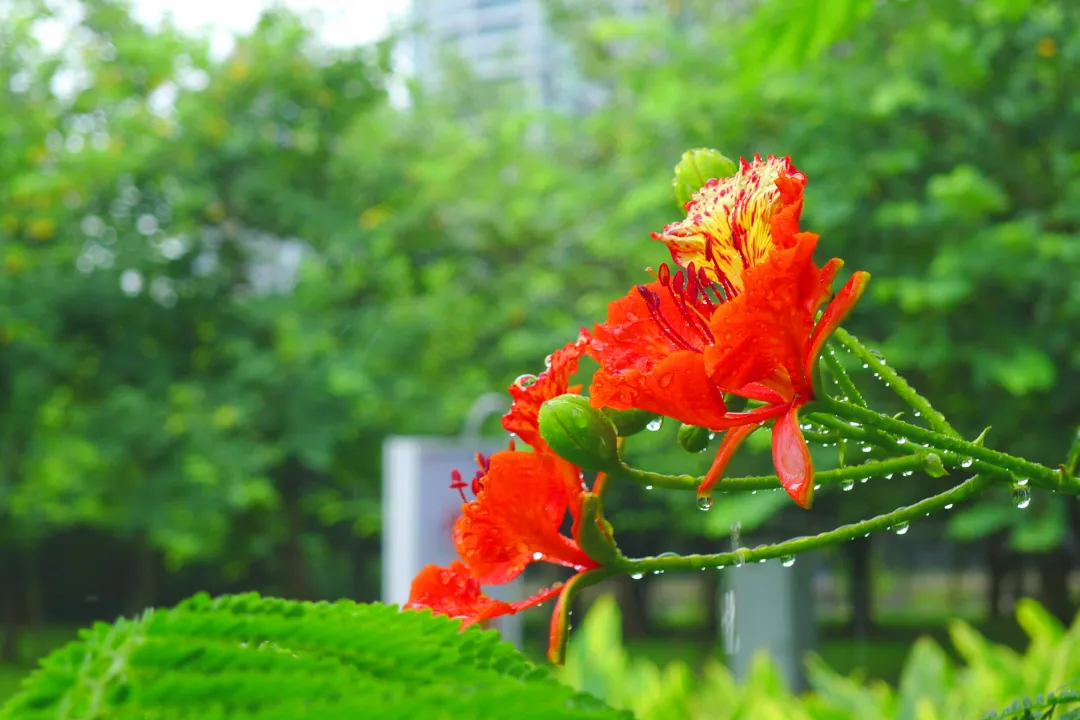 【摄影图】雨中凤凰花_副本.jpg