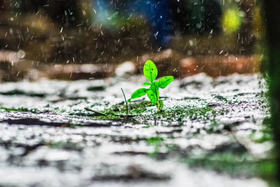 【摄影图】雨中小草_副本.jpg